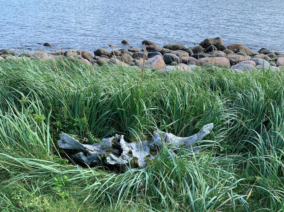 Boney Shore Trail景点图片