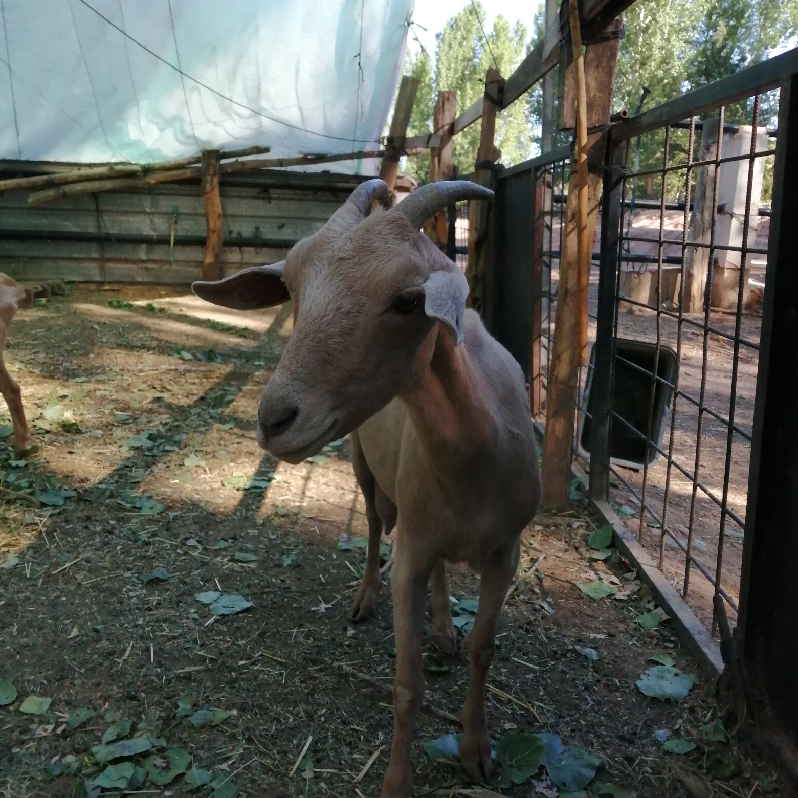 Masia El Molinete-portrait