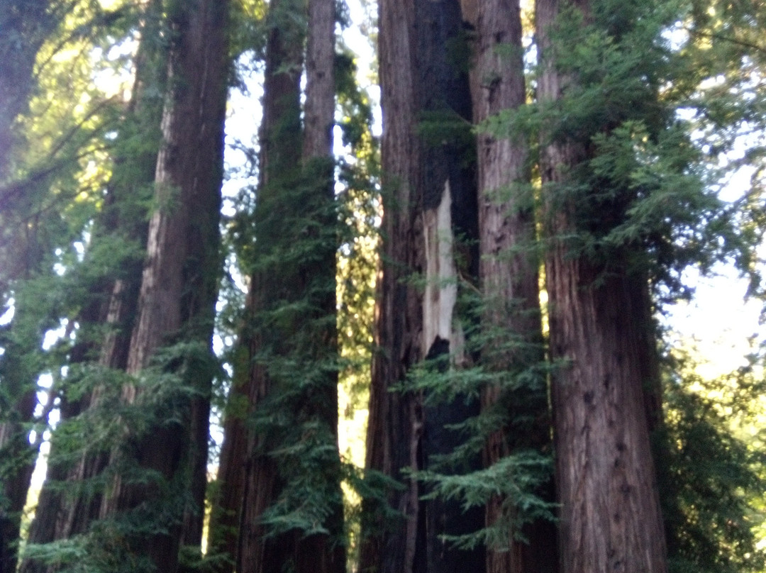 利普伍德度假村主图