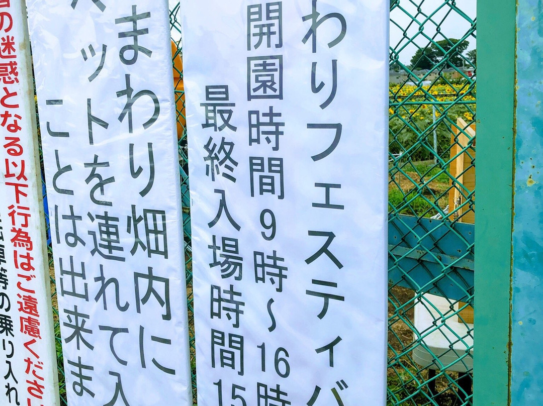 Kiyose Sunflower Farm-清濑市必去景点