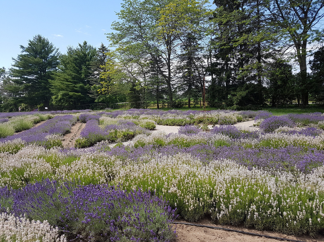 Steed & Company Lavender-Aylmer必去景点