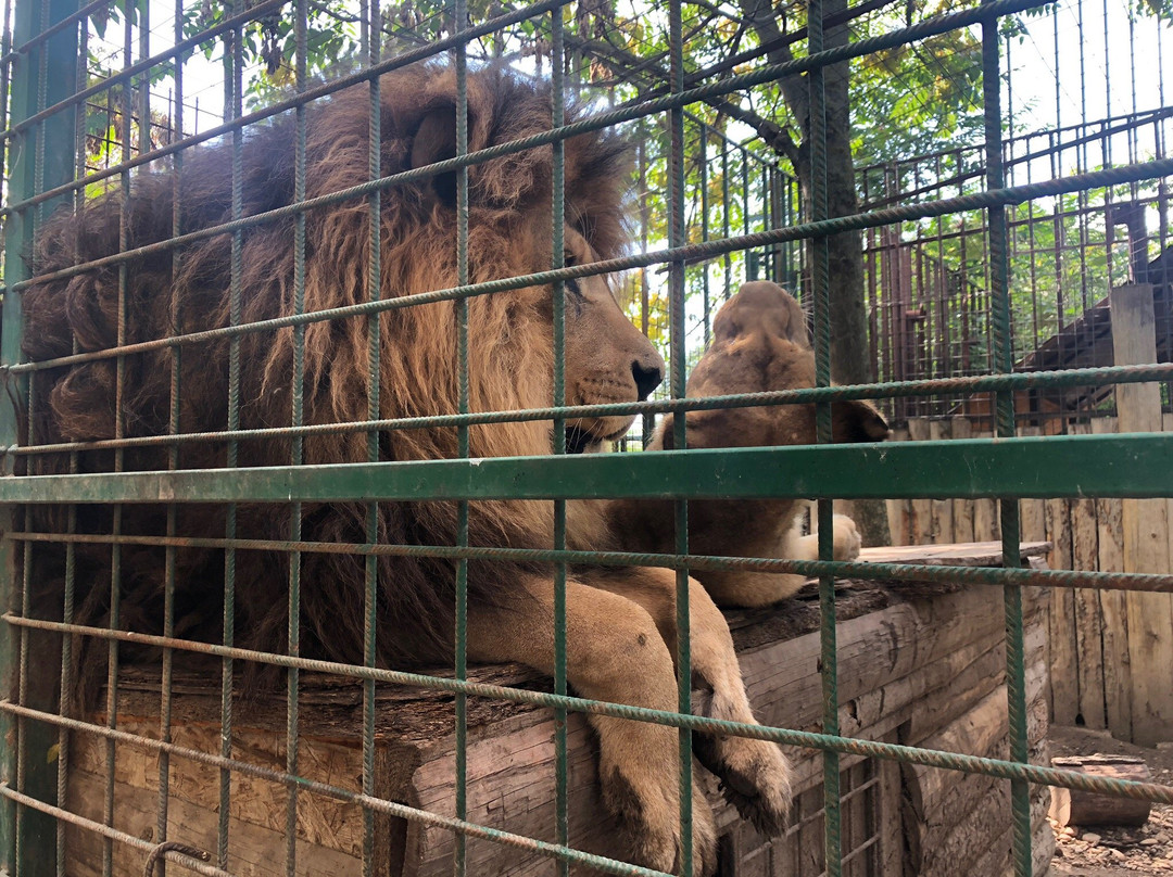 Oaza Sibirskeho Tigra (Oasis of Siberian Tigers)-Kostolna pri Dunaji必去景点