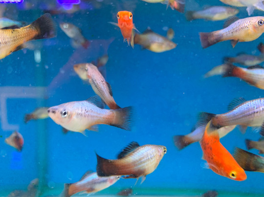 Houghton Hall Garden Centre-卡莱尔必去景点