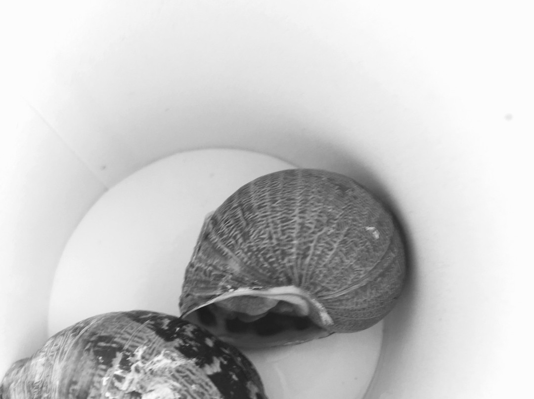 Fereikos snails-科林斯必去景点