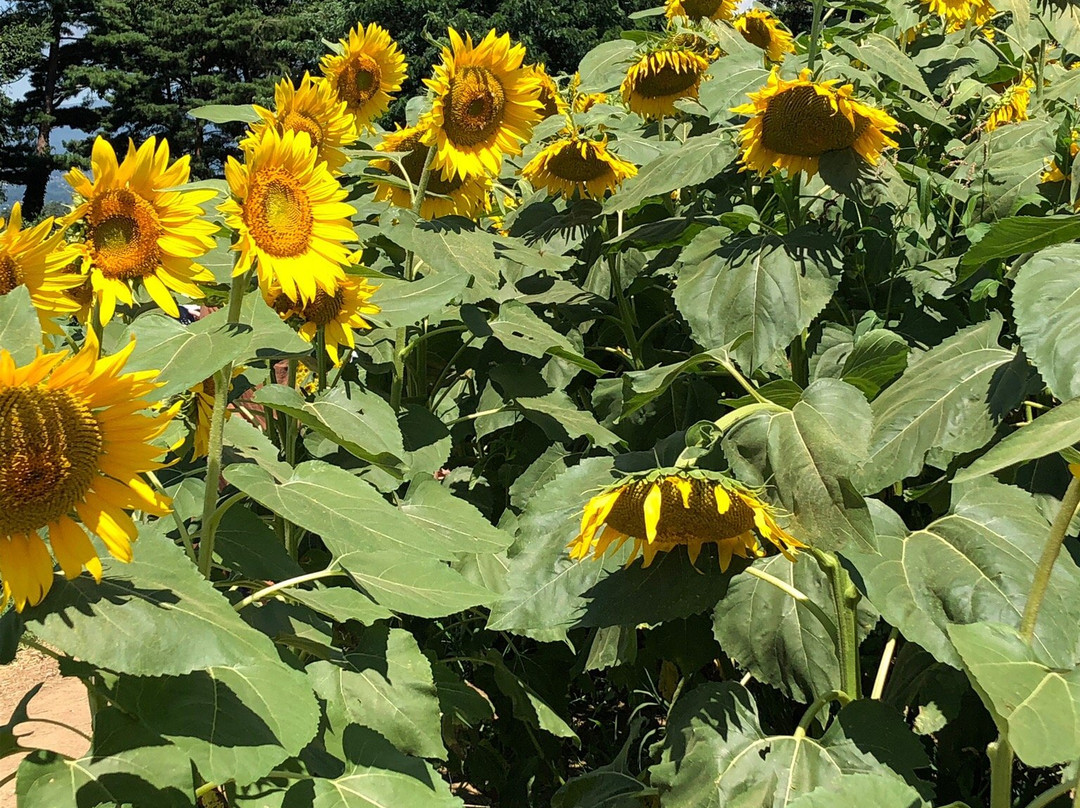 Sunflower field of Akeno景点图片