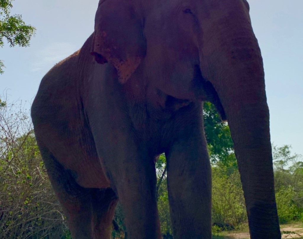 Kumana National Park-Ampara必去景点