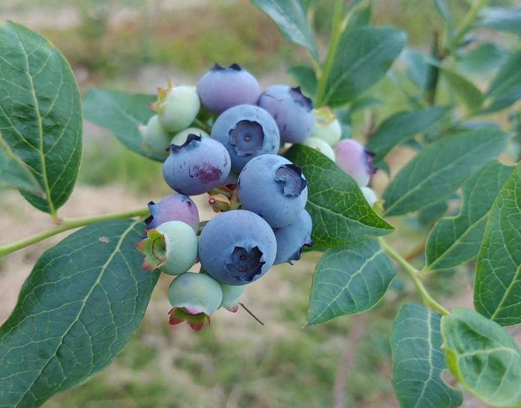 Tikkanen's Berry Farm-Sterling必去景点