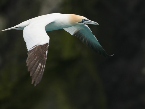 Isle of Harris Sea Tours-Tarbert必去景点