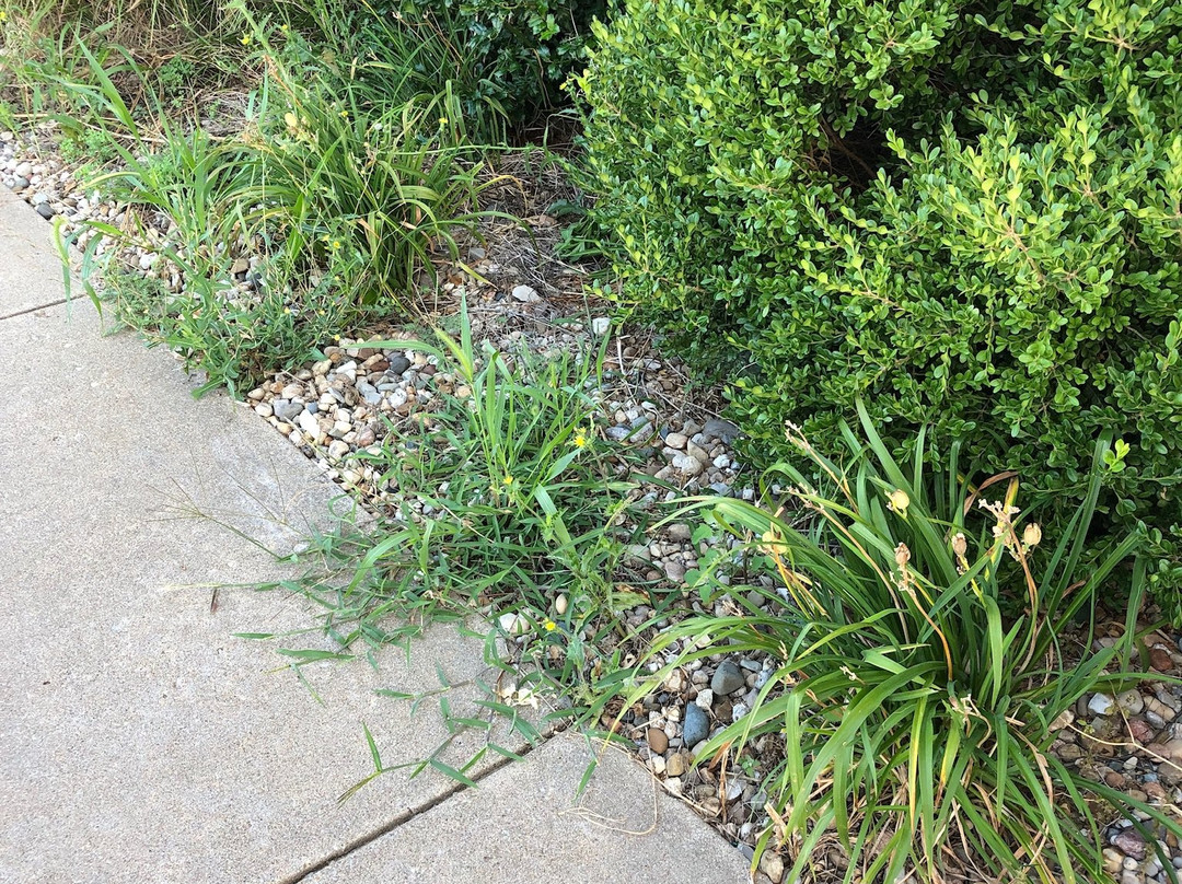 Super 8 by Wyndham Jerseyville主图