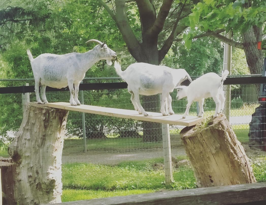 Happy Rolph's Animal Farm-圣凯瑟琳斯必去景点