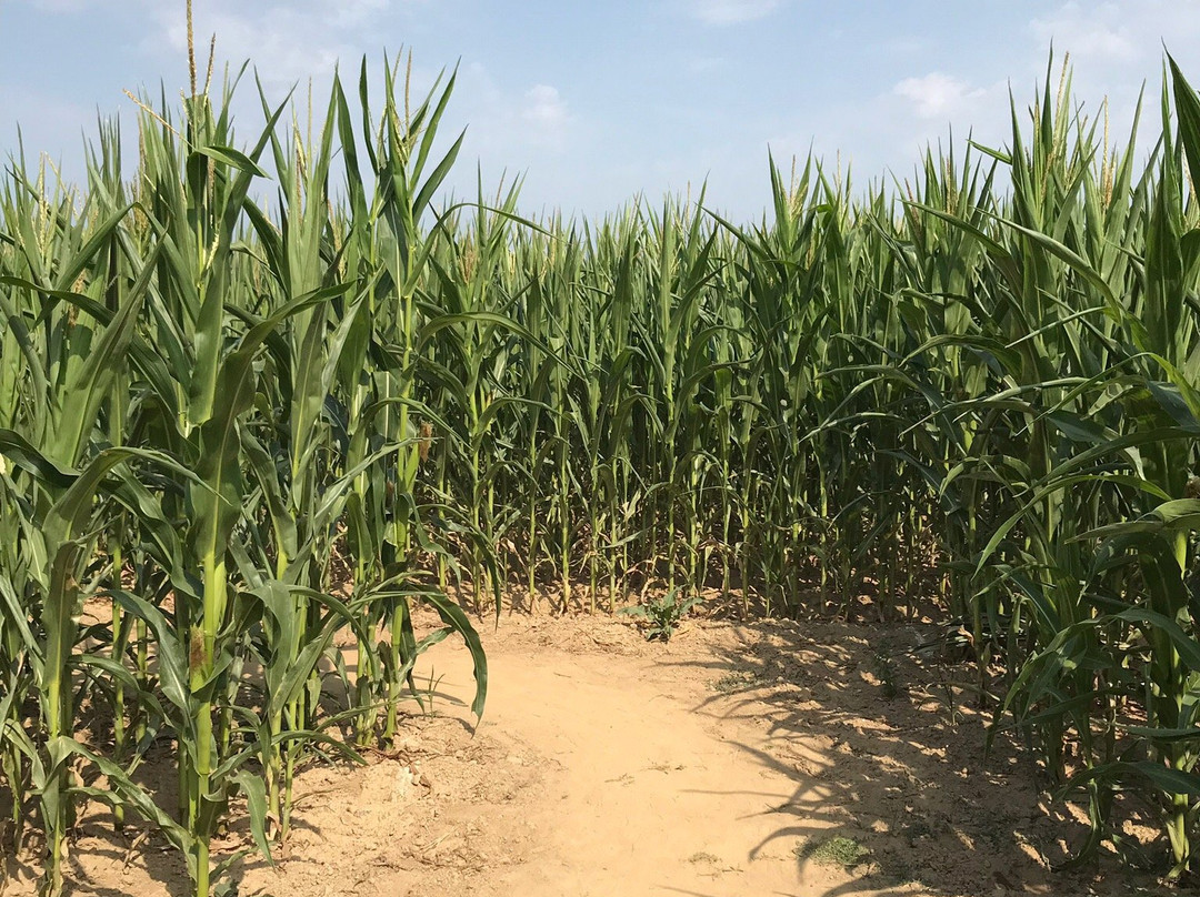 Pop Corn Labyrinthe景点图片
