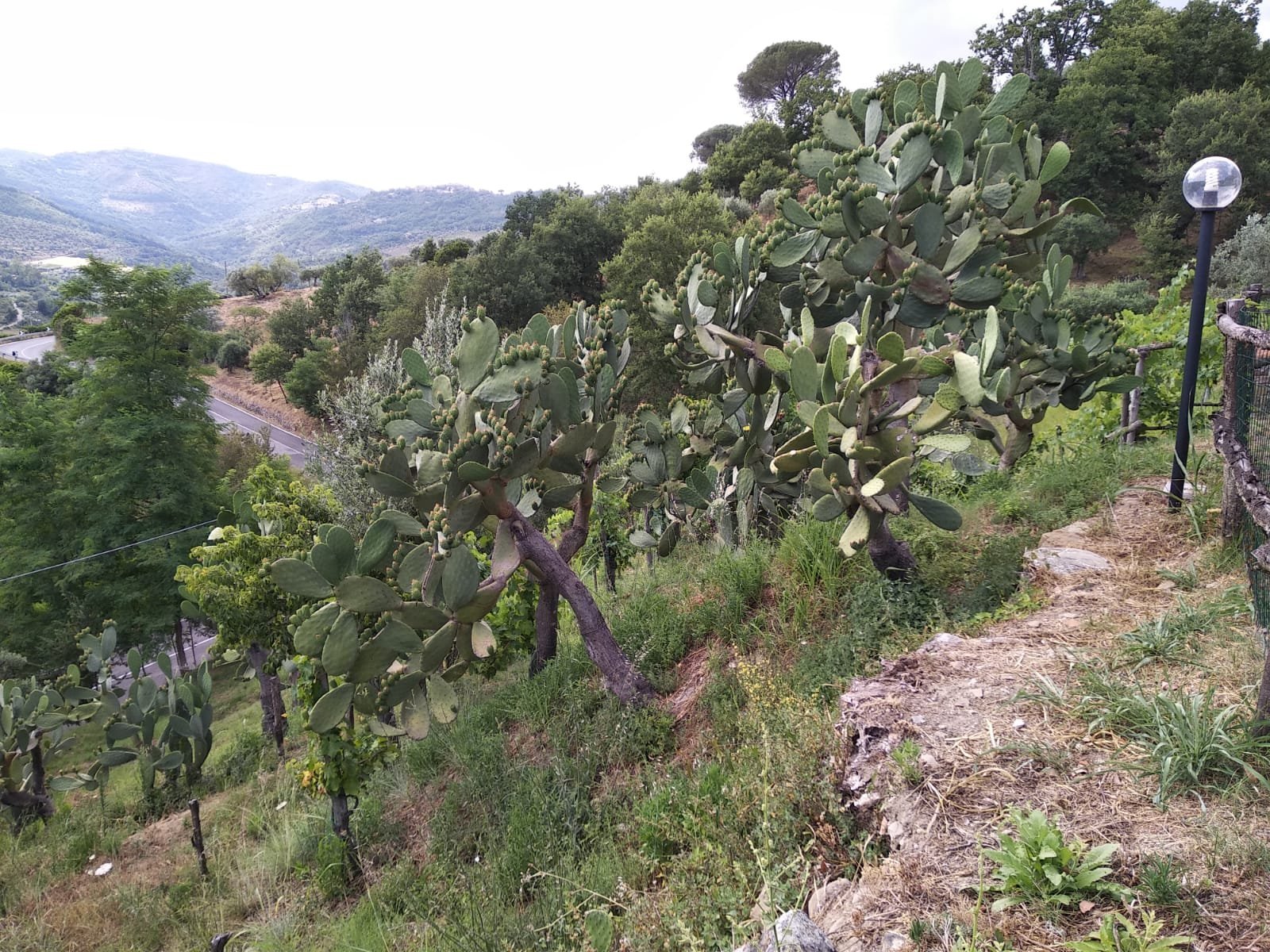 Casale I Cirillo-官方