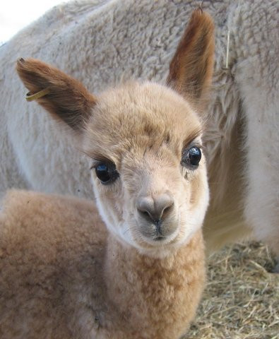 Alpaca Magic-Sutton必去景点