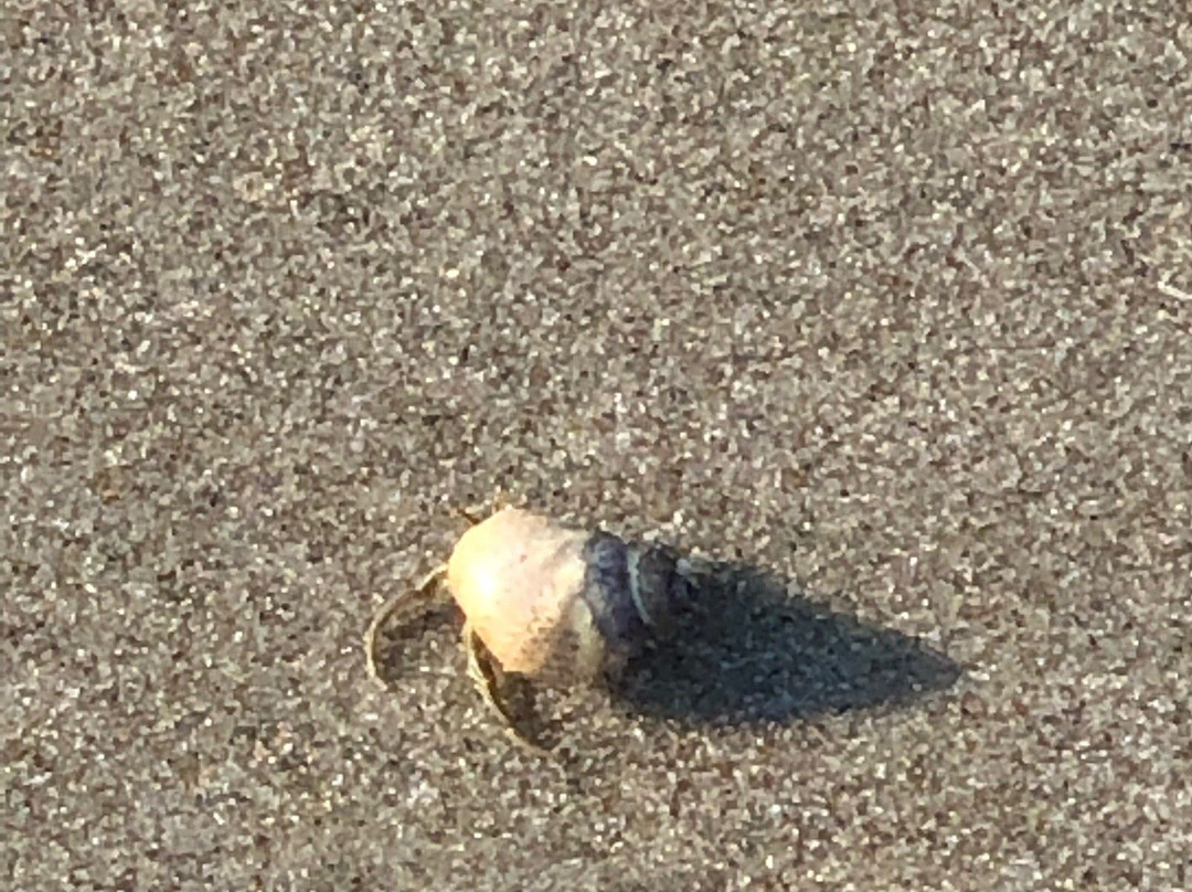 The Point-Oak Island必去景点