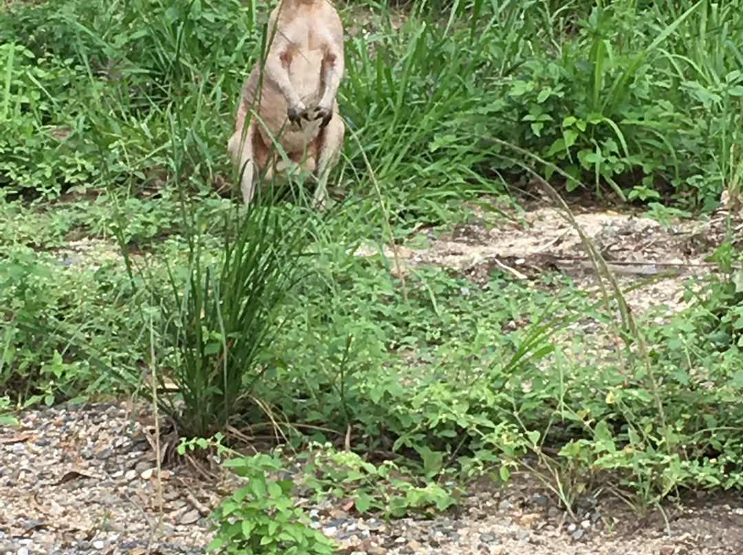 Man and Dog Bush Adventures-道格拉斯港必去景点