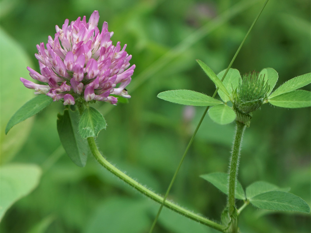 Cleary Lake Regional Park-Prior Lake必去景点