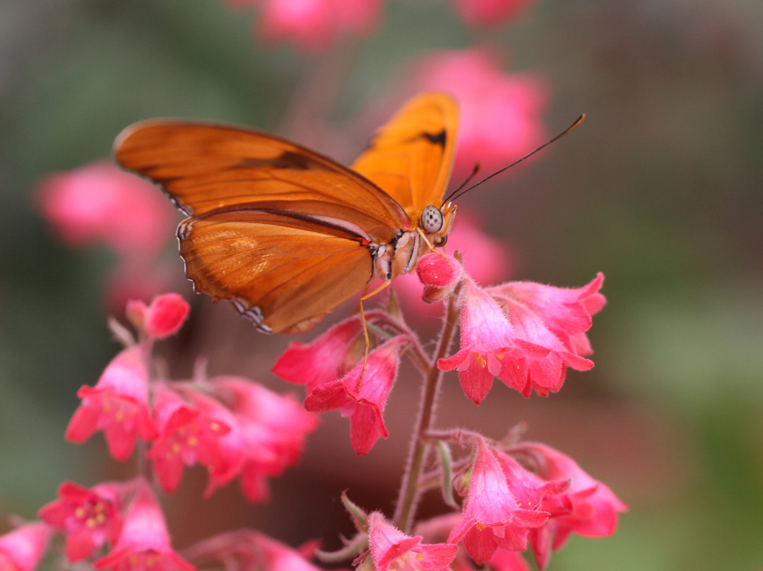The Arboretum at Flagstaff-弗拉格斯塔夫必去景点