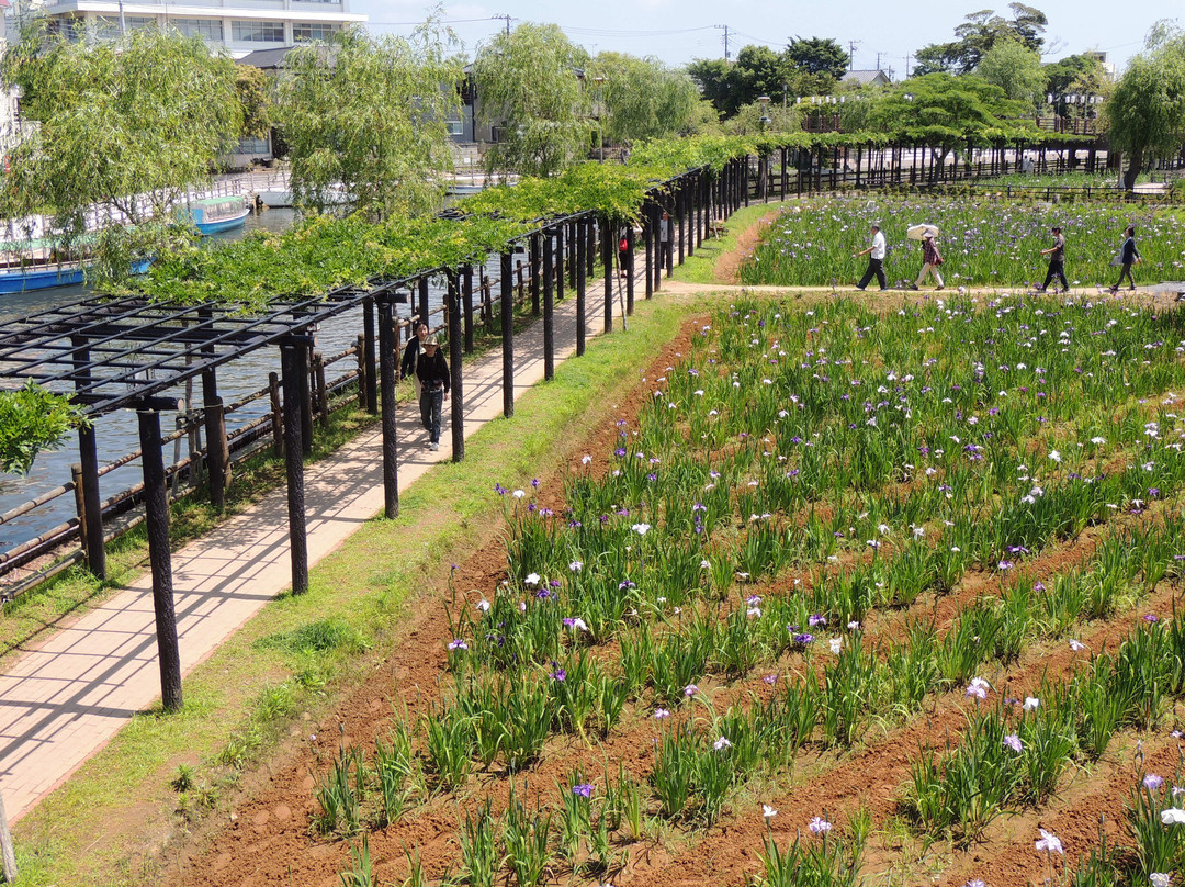 Suigo Itako Ayame Garden-潮来市必去景点