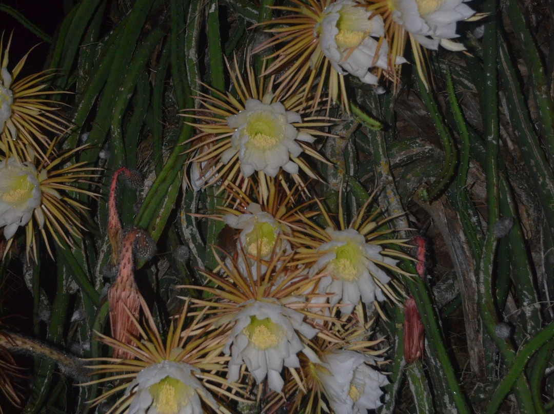 Floridana Beach Motel主图