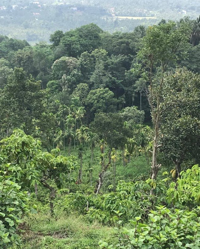 Marmalade Springs主图