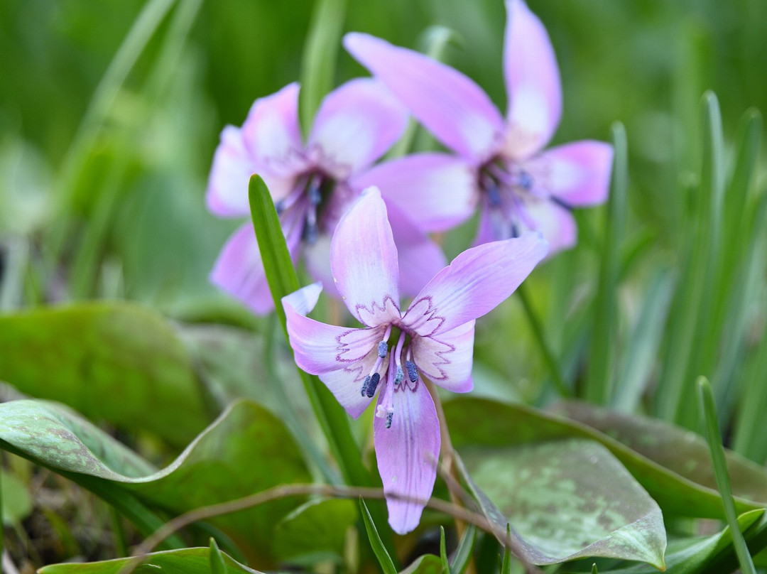 Katakuri no Hanagun Seichi-真庭市必去景点