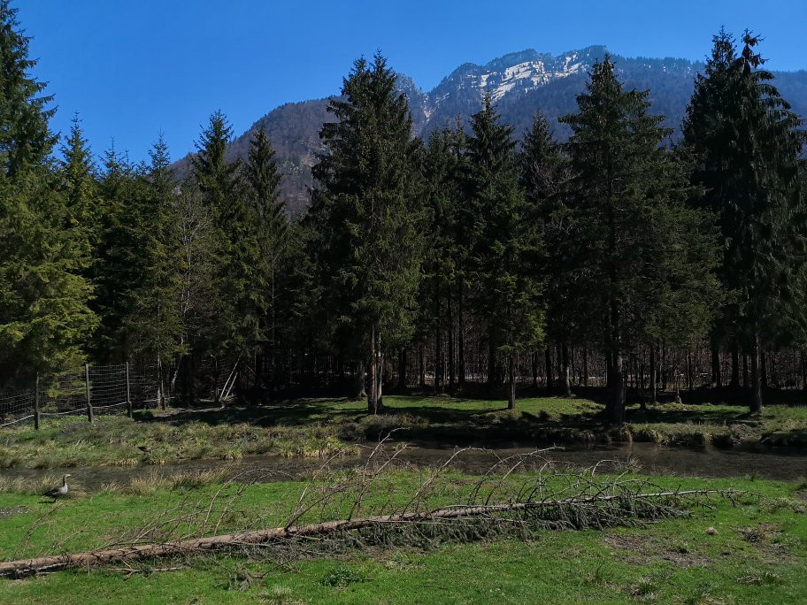 Cumberland Wildpark Grünau景点图片