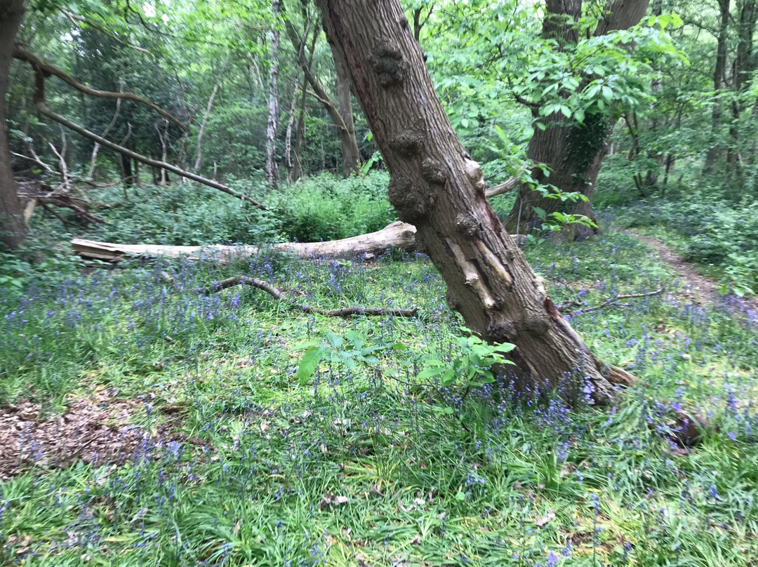 Crackley Wood Nature Reserve景点图片