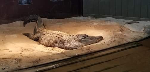 Reptile Lagoon景点图片