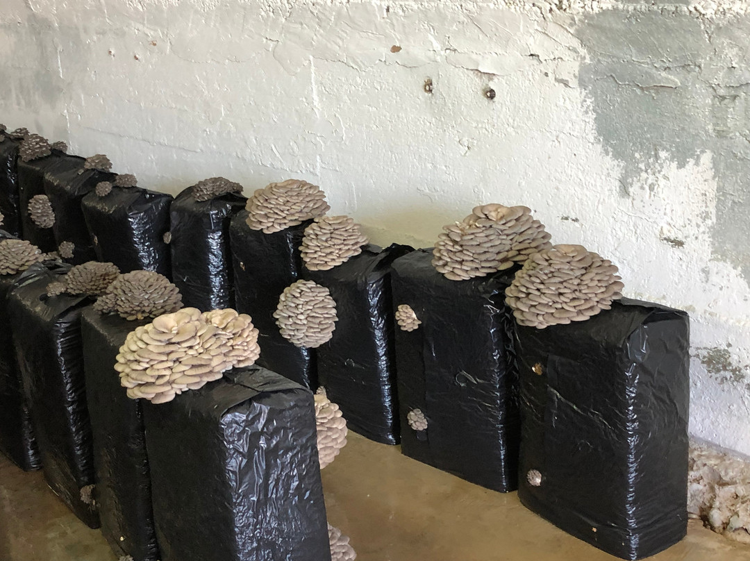 Fungiturismo-Pradejon必去景点