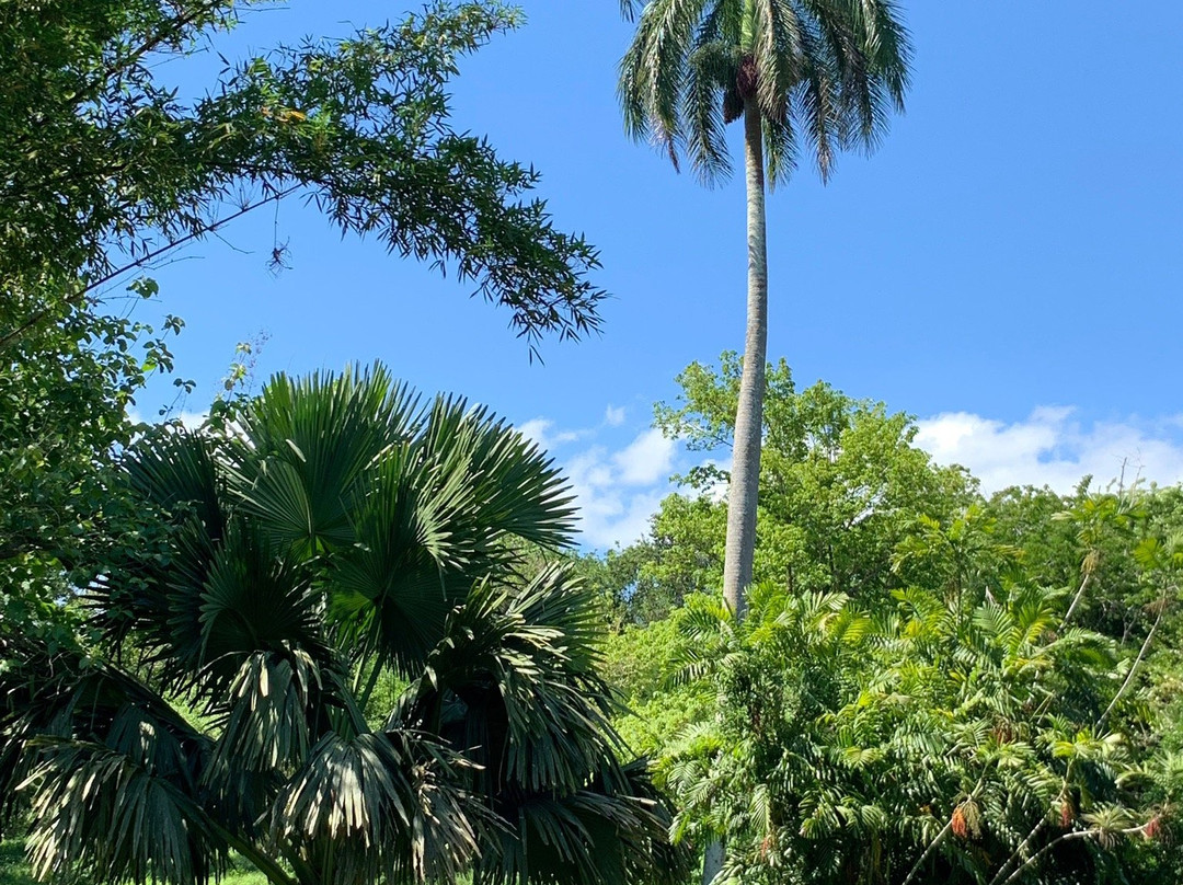 Jardín Botanico de Cienfuegos景点图片