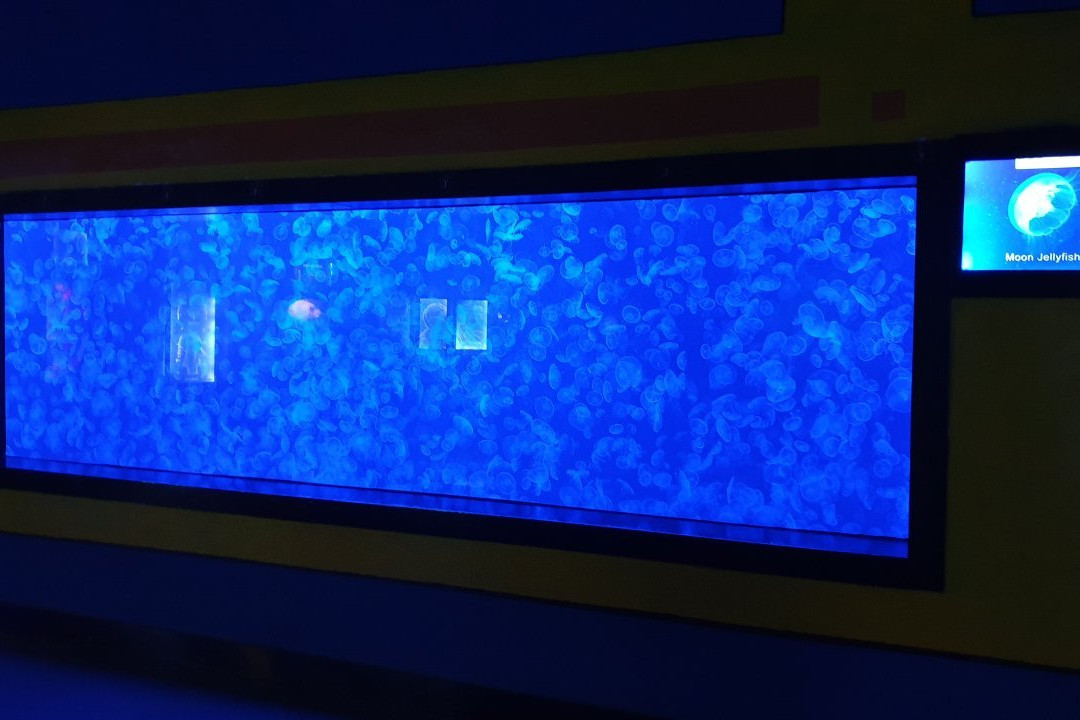 海昌烟台鲸鲨馆-烟台市必去景点