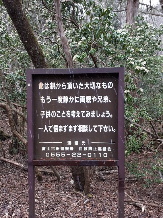Aokigahara Forest景点图片