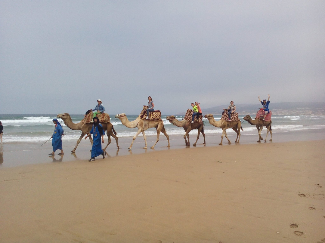Agadir Horse & Camel景点图片