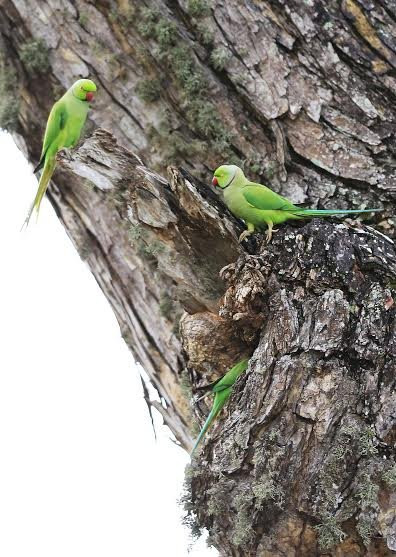 Kamal Safari Bundala Park-Weligatta必去景点