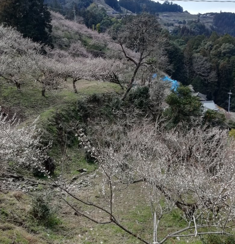 Ano Plum Grove-五条市必去景点