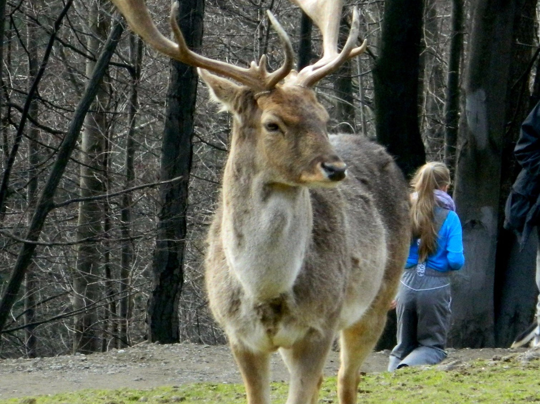 Lesny Park Niespodzianek景点图片