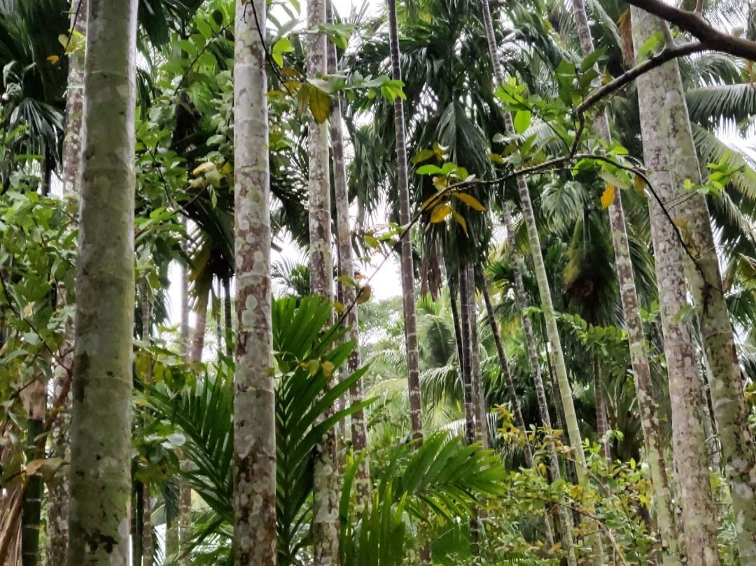 Sea Shell Neil主图