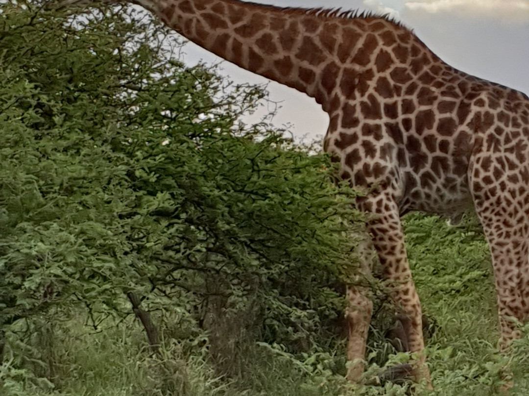 Hluhluwe - iMfolozi Park Wilderness Area景点图片