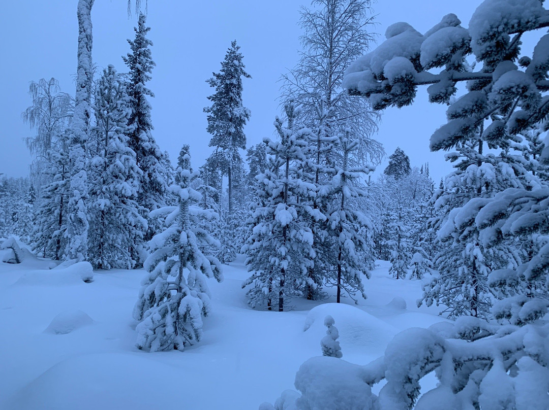 Arctic Husky Farm-Pelkosenniemi必去景点