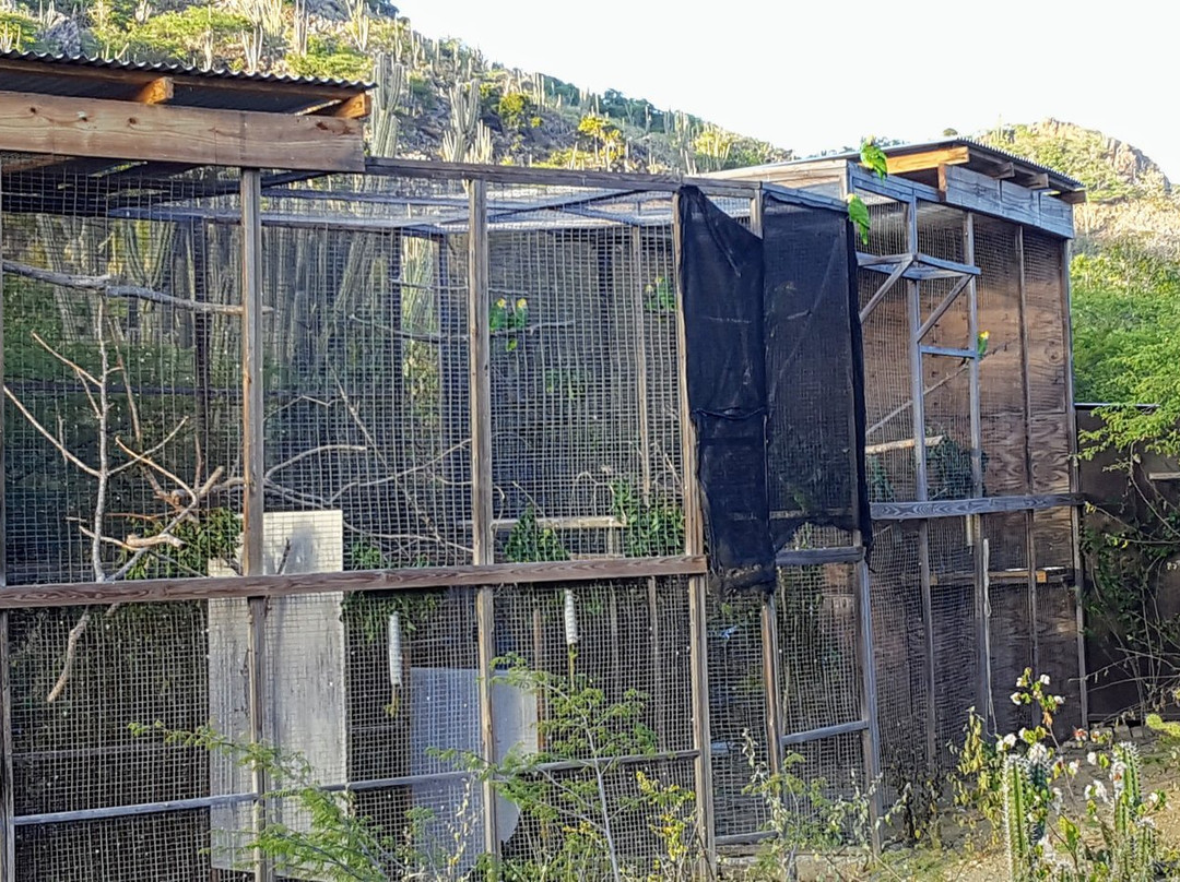 Echo Parrots and People-Rincon必去景点