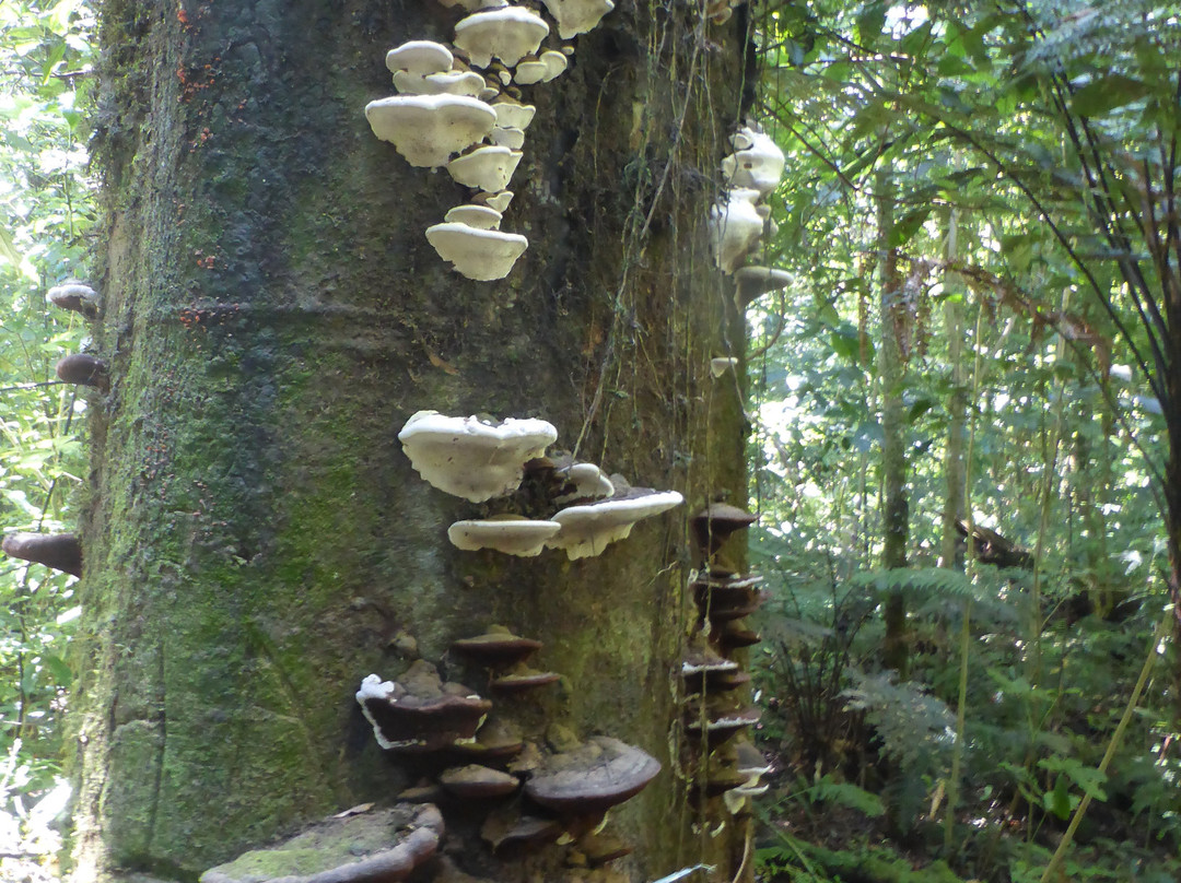 Rapurapu Kauri Track-怀卡托地区必去景点