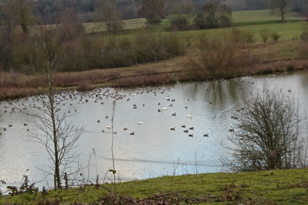 Marfield Wetlands Nature Reserve景点图片