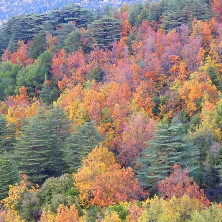 Horsh Ehden Nature Reserve景点图片