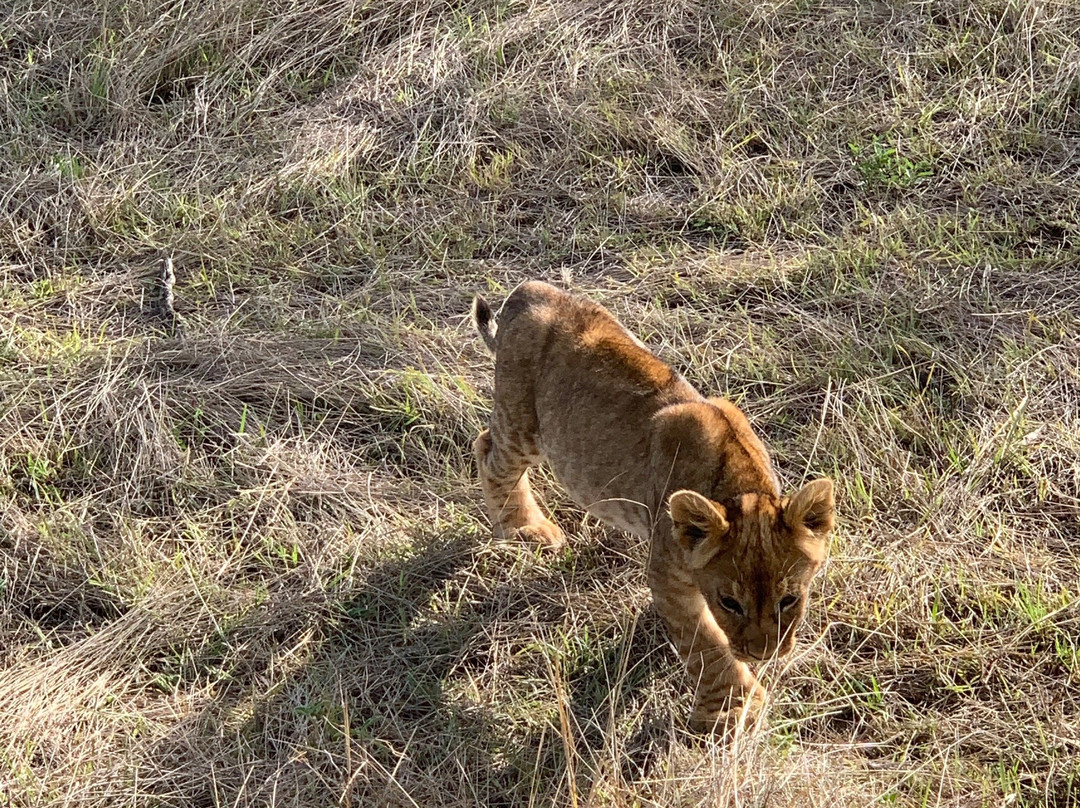 Safariman Expeditions-内罗毕必去景点