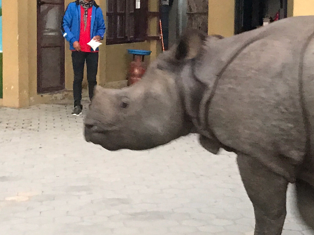 皇家老虎野生动物园度假村主图