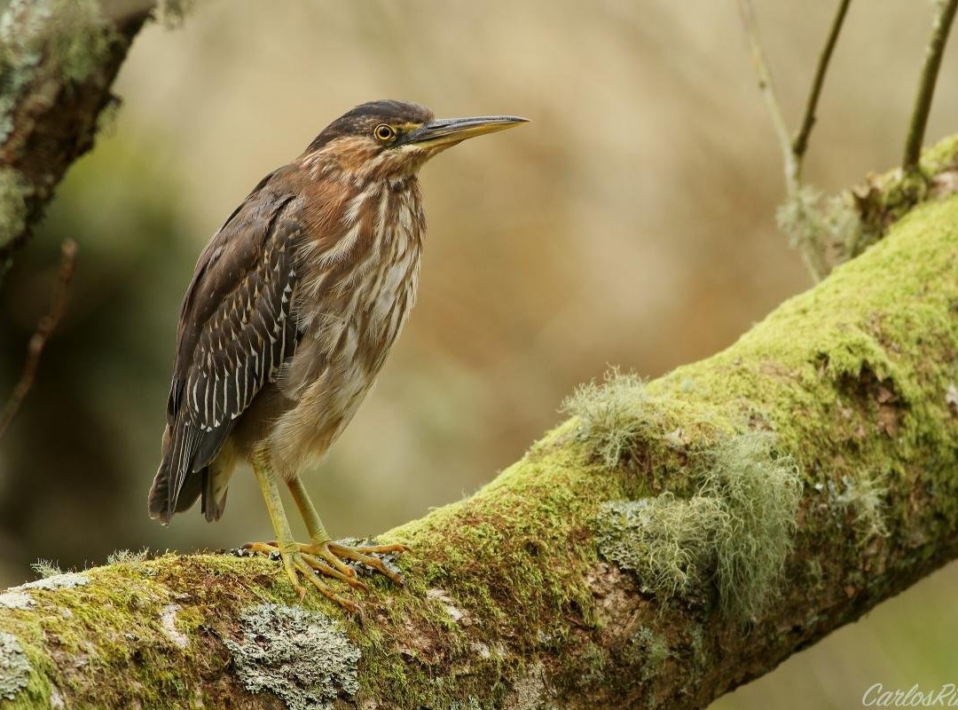 Azores Outdoors-蓬塔德尔加达必去景点