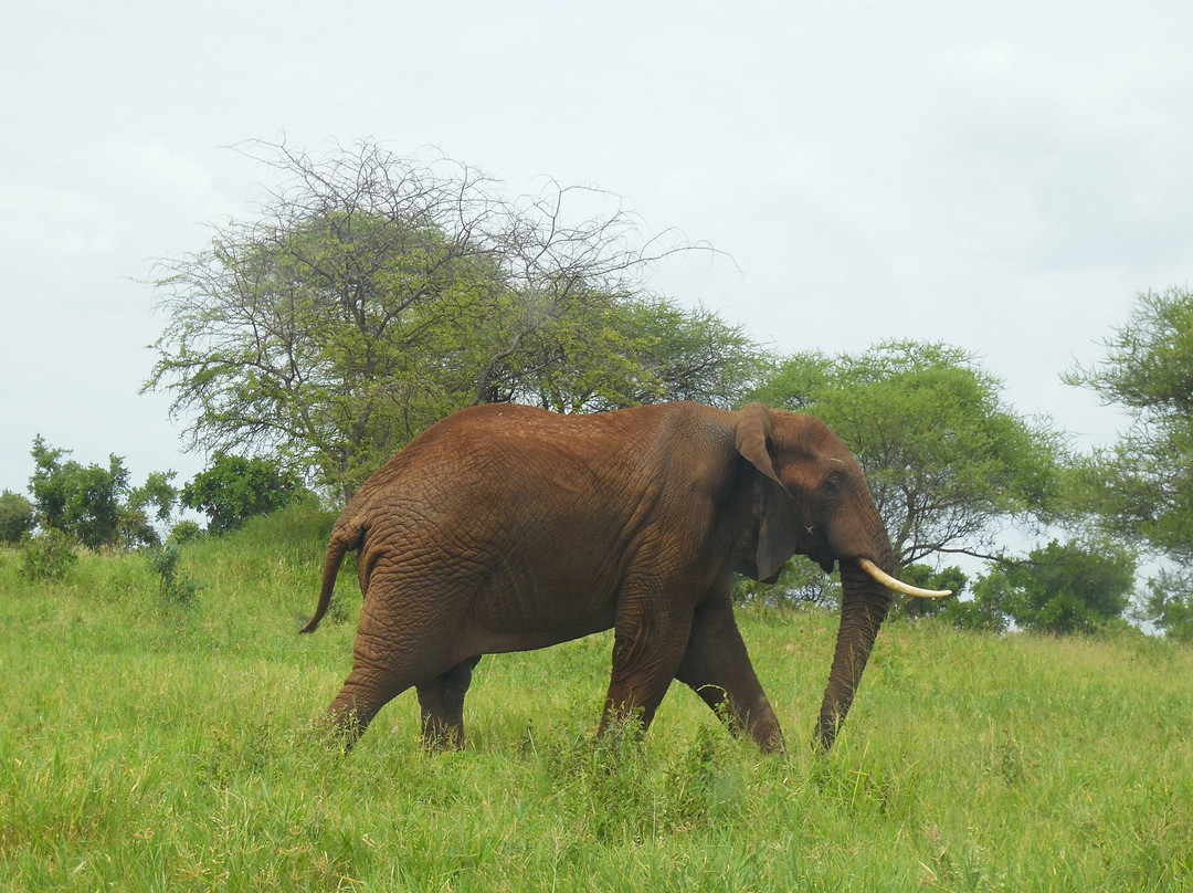 Paragon Safaris Club-阿鲁沙必去景点