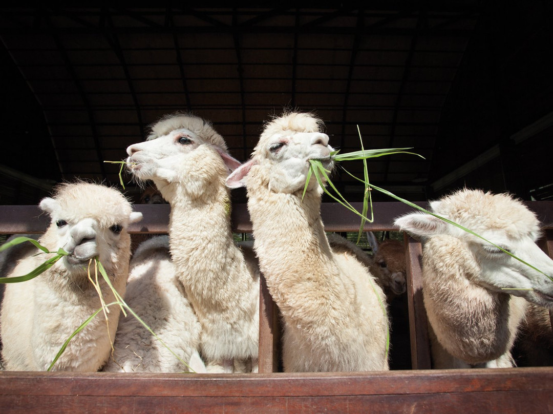 Alpaca Zeeland-Nieuwdorp必去景点