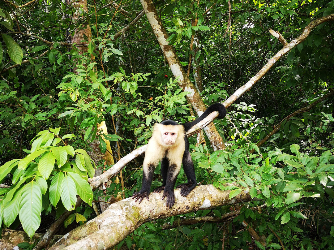 Jungle Land Panama景点图片