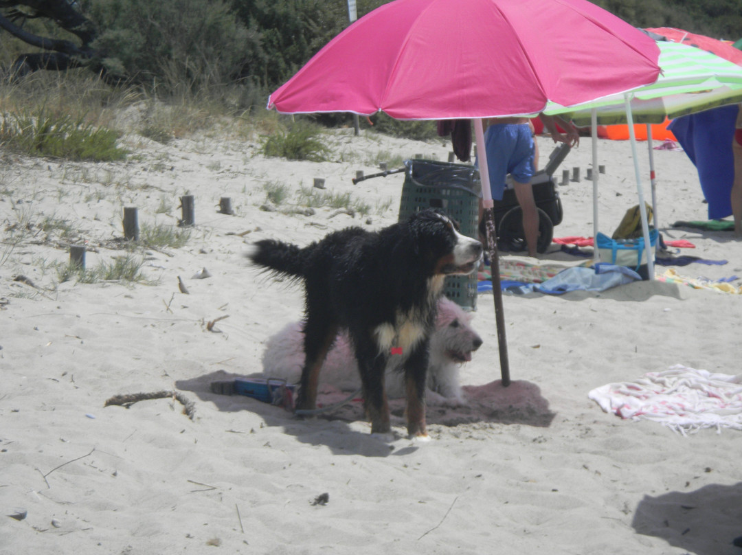 Mortelliccio Spiaggia Libera per Cani-皮翁比诺必去景点